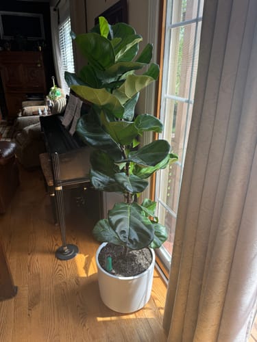Customer photo review of Fiddle Leaf Fig Guide
