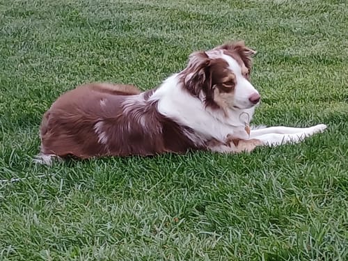 Customer photo review of Anxiety and Over-Reaction from Fear Formula for Dogs, 30-Day Supply