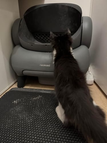 Customer photo review of Neakasa M1 Oben offene, Selbstreinigende Katzentoilette