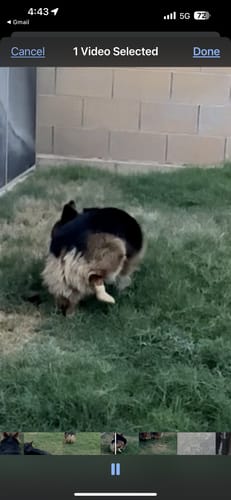 Customer photo review of WagWellies® Mojave