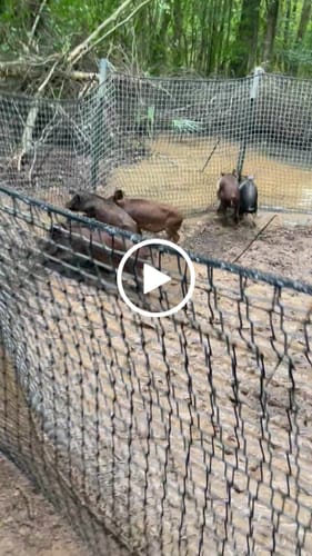 Customer video review of Pig Brig Trap System