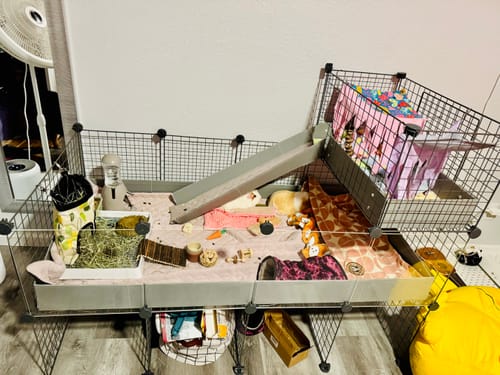 Customer photo review of GuineaDad Piggy Condo Guinea Pig Cage with Pillars (C&C)
