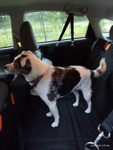 Customer photo review of RuffRover 2.0™ - Hard Bottom Dog Car Seat Protector