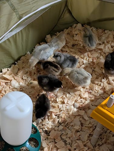 Customer photo review of Chocolate Olive Egger Chick (Sexed Female)