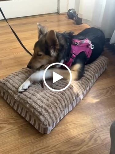 Customer video review of Beef Gullet Jerky Sticks 6"