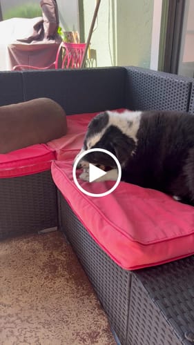 Customer video review of Smoked Beef Marrow Bone