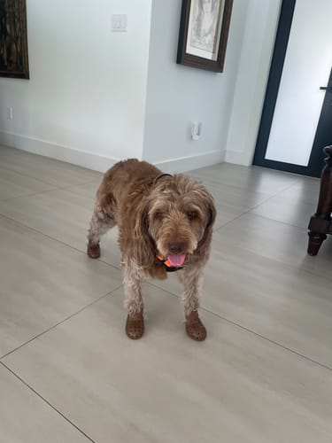 Customer photo review of WagWellies® Mojave