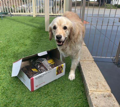 Customer photo review of Kangaroo Tendons - Natural Dental Chews!