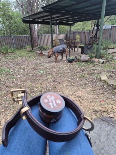 Customer photo review of Hand Made Leather Dog Collar Classic Cherry & Brass (Regular Fit)