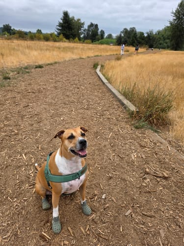 Customer photo review of WagWellies® Mojave