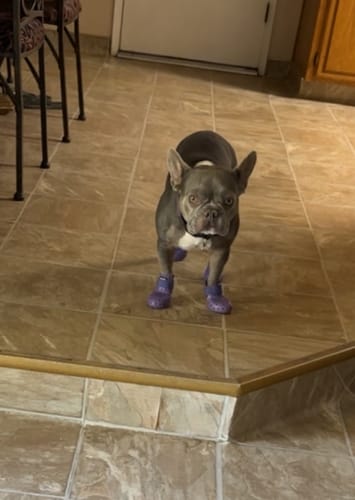 Customer photo review of WagWellies® Mojave