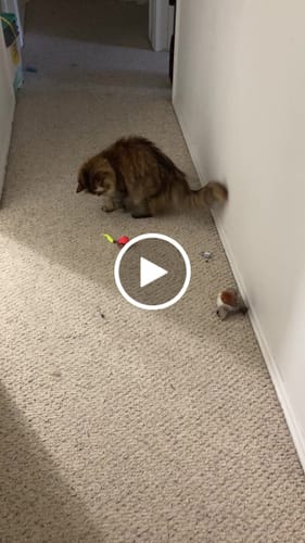 undefined review of SPEEDY TAIL 2.0 image 1 out of 1