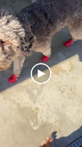 Customer video review of WagWellies® Mojave