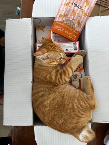 Avis photo d'un client sur Coffret Découverte Chaton - 1kg Croquettes + 8 Pâtées + 3 probiotiques