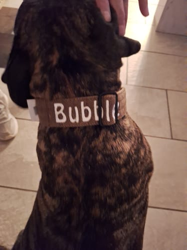 Miriam B. review of 4cm Tweed Combat® Collar | Handle & Secure Clip - Classic Tan image 1 out of 1