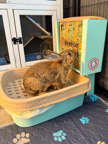 Customer photo review of BunnyDad BunnyLet Litter Box/Feeder + Hay Bundle (Starter Kit)
