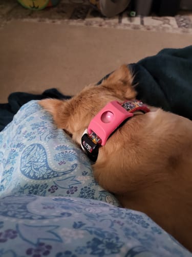 Customer photo review of FurLife™ 12 Months Flea and Tick Free