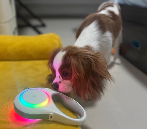 Customer photo review of FIDA LED Lighted Retractable Dog Leash