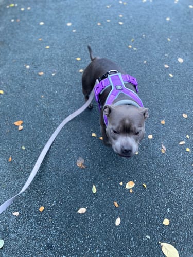 Emma S. review of Slip on Harness | Foam Padded - Purple x Metal Grey image 1 out of 3