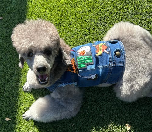 Customer photo review of Ruff & Roll Vest