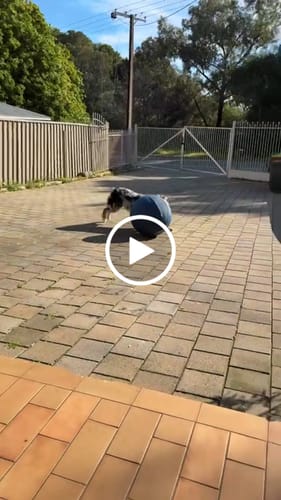 Customer video review of Herding Ball