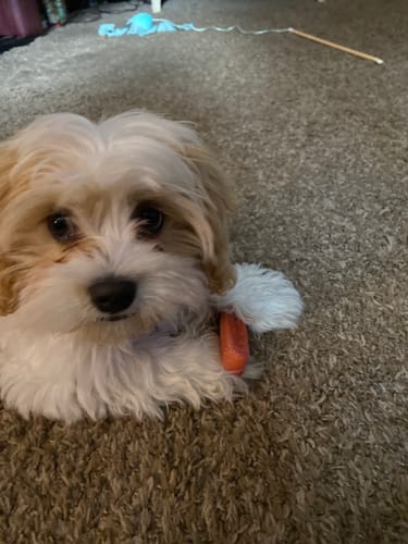 Customer photo review of 4-Stick Yak Chew Pack – Mint, Banana, Strawberry & Pumpkin