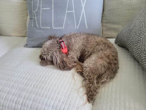 Customer photo review of FurLife™ - 12 Months Flea and Tick Tags for Dogs