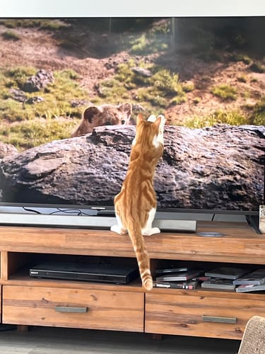 Customer photo review of 1 Month Supply – 1 Cat