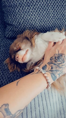 Customer photo review of Pfotenarmband - Rosenquarz