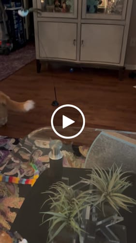 Customer video review of Interactive Bird Simulation Cat Toy Set | Leo's Paw
