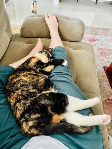 Customer photo review of 1 Month Supply – 2 Cat