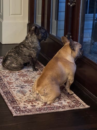 Customer photo review of Himalayan Yak Chew (MEDIUM)