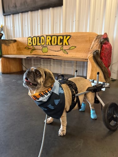 Customer photo review of WagWellie® Mojave Single