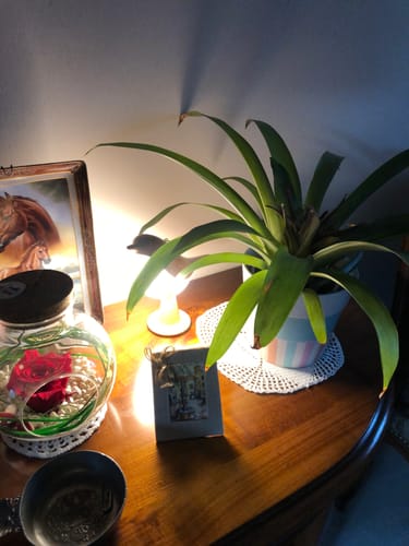 Customer photo review of BirdZen - Lampe de Chevet
