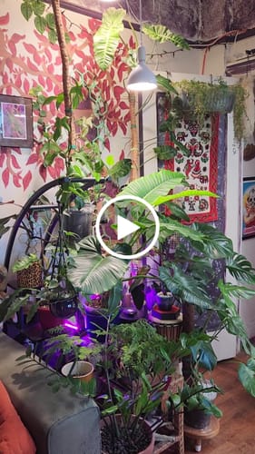 Customer video review of Fungus Gnat Death Drops