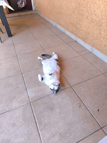 Avis photo d'un client sur Croquettes Chat Stérilisé Sans Céréales - Poulet