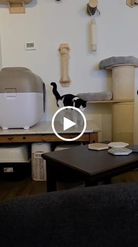 Customer video review of Self-Cleaning Litter Box