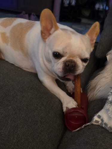 Customer photo review of Bully Stick Safety Holder