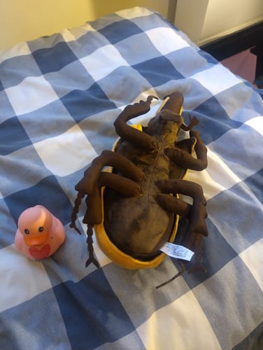 Customer photo review of Elephant Beetle Soft Stuffed Plush Toy