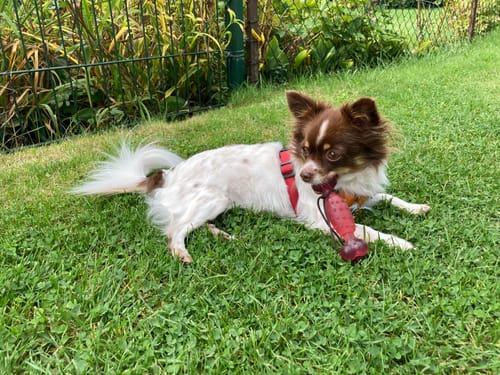 Customer photo review of Premium Hundegeschirr gepolstert