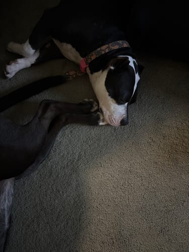 Customer photo review of FurLife™ 12 Months Flea and Tick Free