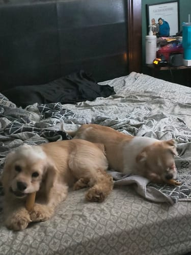 Customer photo review of 6 Inch Standard Braided Bully Stick