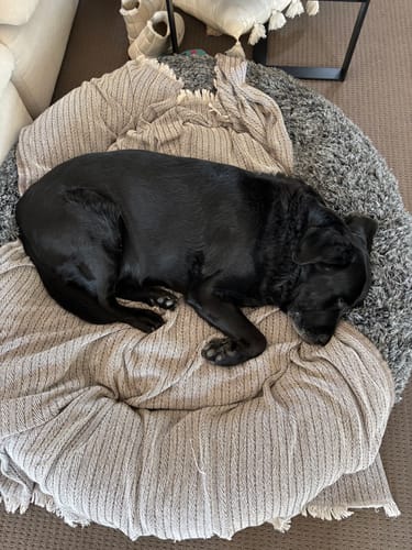 Customer photo review of Premium Calming Pet Bed with Removable Cover