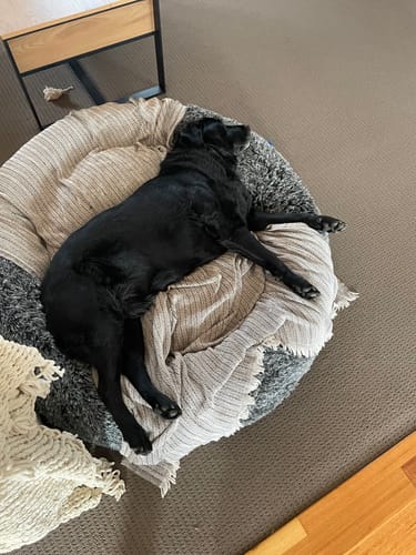 Customer photo review of Premium Calming Pet Bed with Removable Cover