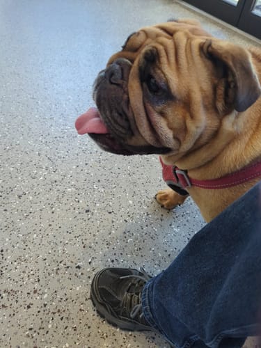 Customer photo review of Himalayan Yak Chew (LARGE)