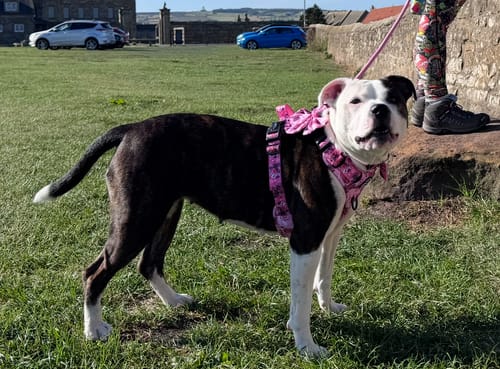 Megan review of Tough Trails™ Harness - Mean Girls image 1 out of 3