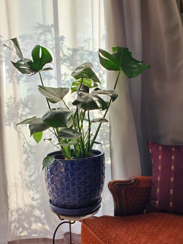 Customer photo review of Plant Food