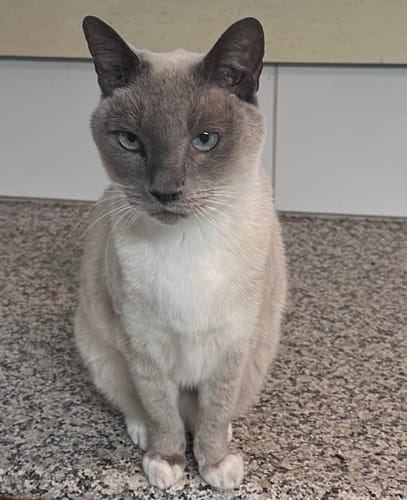 Customer photo review of 3 Month Supply - 1 Cat