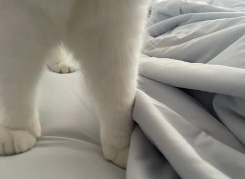 Customer photo review of CloudCool™ Cooling Blanket