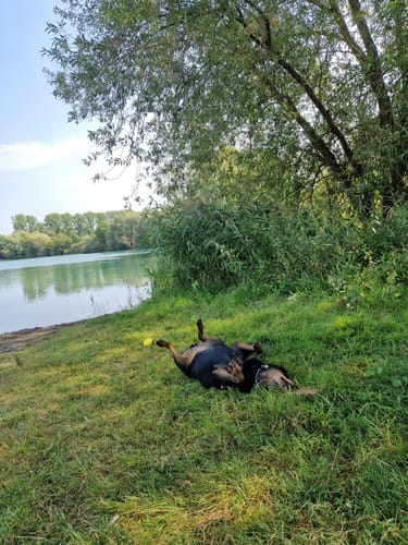 Kundenbewertung mit Foto zu Gelenk Komplex - Natürlich bei Gelenkproblemen – Unterstütze deinen Hund mit einer hochwirksamen Wirkstoffformel!